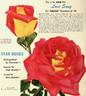 Love Song rose photo