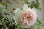 Tranquility ™ rose photo