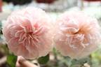 Tranquility ™ rose photo