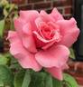 Zaide rose photo