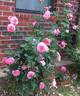 Zaide rose photo