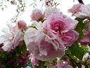 Sweet Riley rose photo