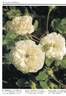 La Virginale rose photo