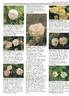 La Virginale rose photo