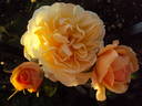 Lolabelle rose photo