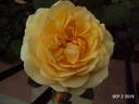Lolabelle rose photo