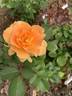 Sultry ™ rose photo