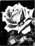 Alliance Franco-Russe rose photo