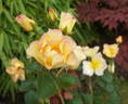 Scented Garden rose photo
