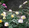 Scented Garden rose photo
