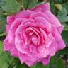 Summerwine rose photo