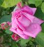Summerwine rose photo