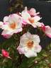 Occhi di Fata ® rose photo