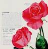 Capistrano rose photo