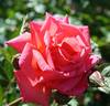 Virginian Orange Crush rose photo