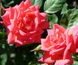 Virginian Orange Crush rose photo