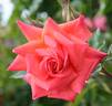 Virginian Orange Crush rose photo