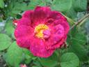 Alain Blanchard rose photo