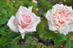 Souvenir du Président Carnot rose photo