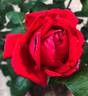 Wedding Celebration ™ rose photo
