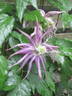 C. 'Joe Zary' clematis photo