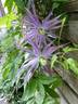 C. 'Joe Zary' clematis photo