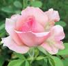 Billy Graham ™ rose photo