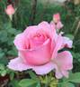 Billy Graham ™ rose photo