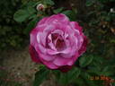 First Great Western rose photo
