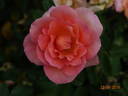Zambra ® rose photo
