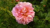 Oratam rose photo
