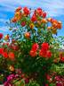 Hiroshima's Children rose photo