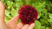 Fosca rose photo