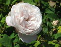 Marie Dermar rose photo