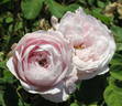 Marie Dermar rose photo
