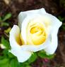 Golden Girl rose photo