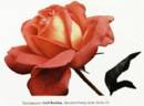 Gail Borden rose photo