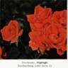 Highlight rose photo