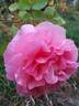 Hanka rose photo