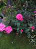 Prima Ballerina ® rose photo