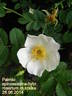 Paimio rose photo