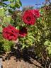 O. L. Weeks rose photo