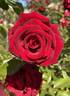 O. L. Weeks rose photo
