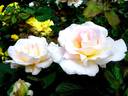 Renaissance rose photo