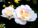 Renaissance rose photo