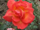 Fiaba rose photo