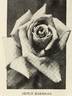 Edward Markham rose photo