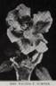 Mrs. Walter T. Sumner rose photo