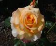 Golden Kiss rose photo