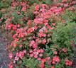 Hertfordshire rose photo